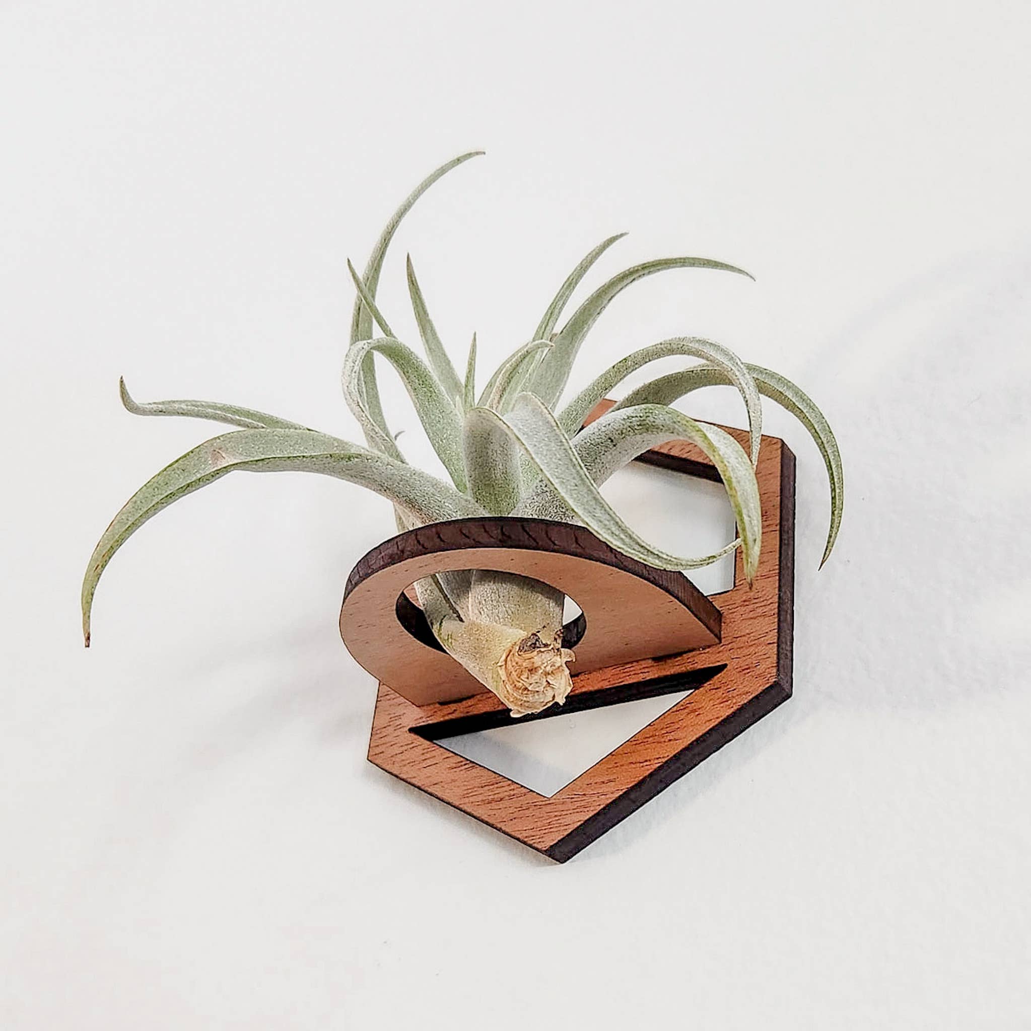 Leaf & Node - Wholesale Hanging Planter - Air Plant Holder, Wall Hanging, Wooden Hexagon Outline1