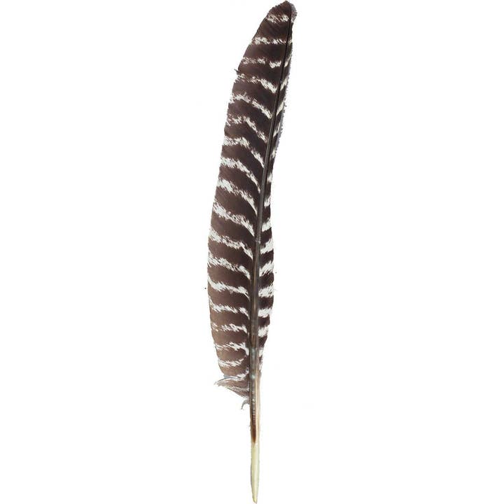 Barred Turkey Pointer Feathers - Right Wing - 12 PC for wholesale by Zucker Feather Products