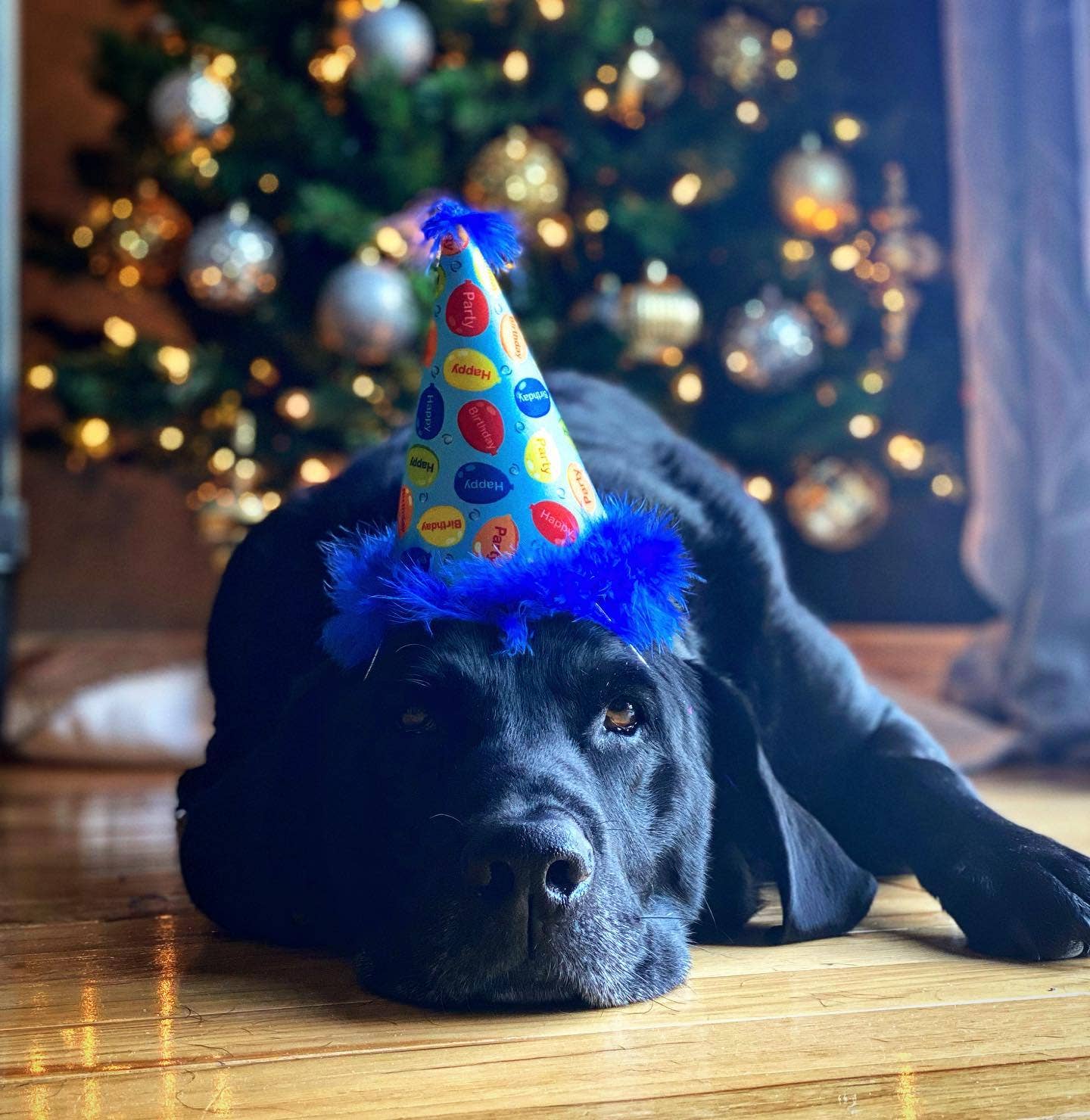 Huxley & Kent – Engroshandel Hundehat - Hund – Festtid Blå Festhat med SnugFit®4