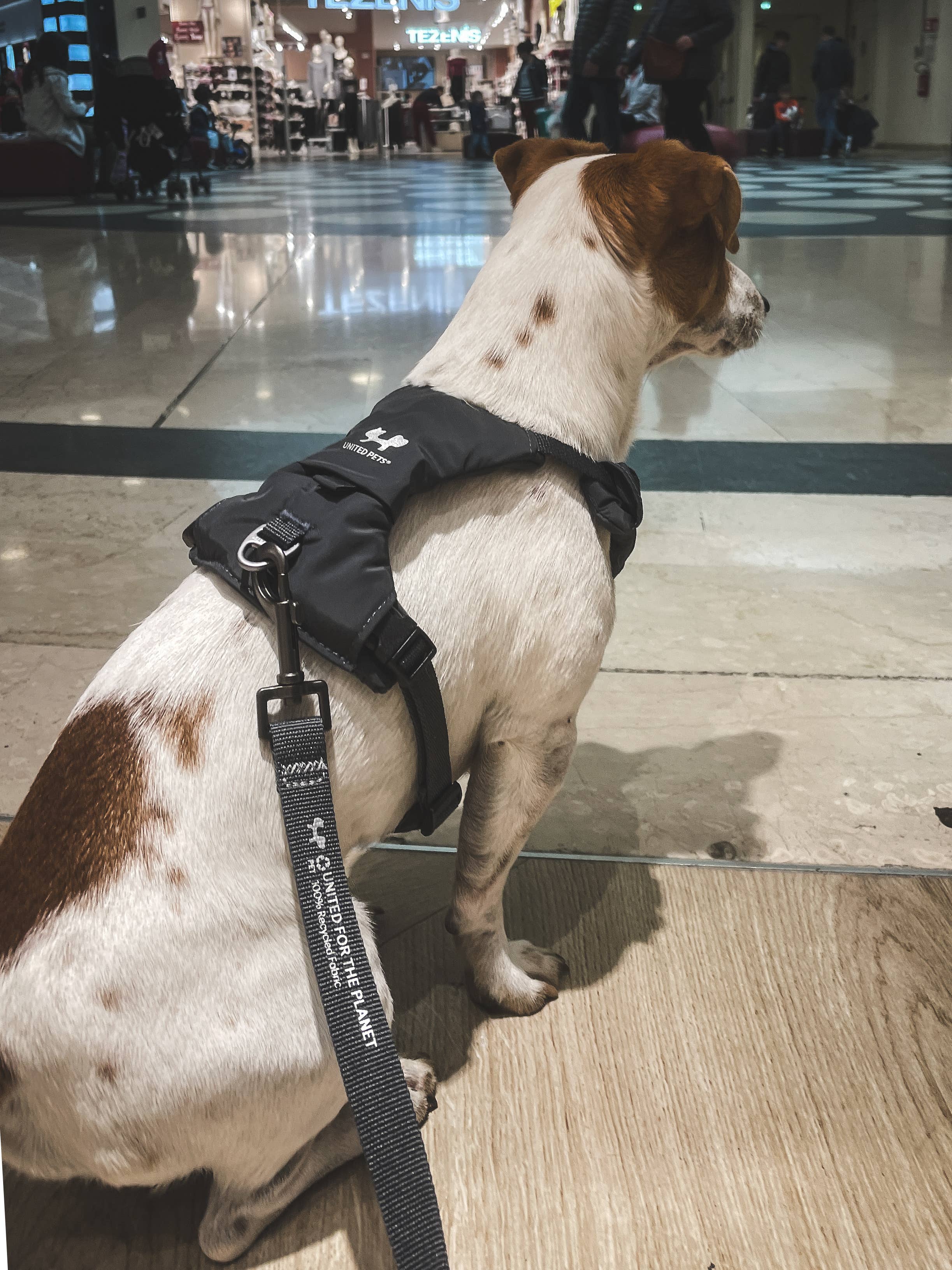 United Pets - Vente Laisse – chien - Harnais rembourré doux pour chien18