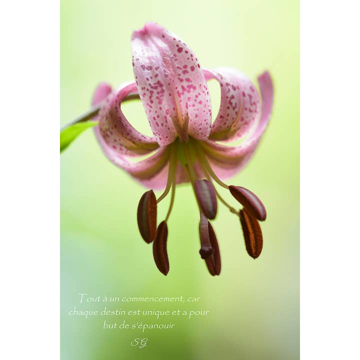 Lys Martagon for engroshandel hos L'Ecriture D'Un Regard