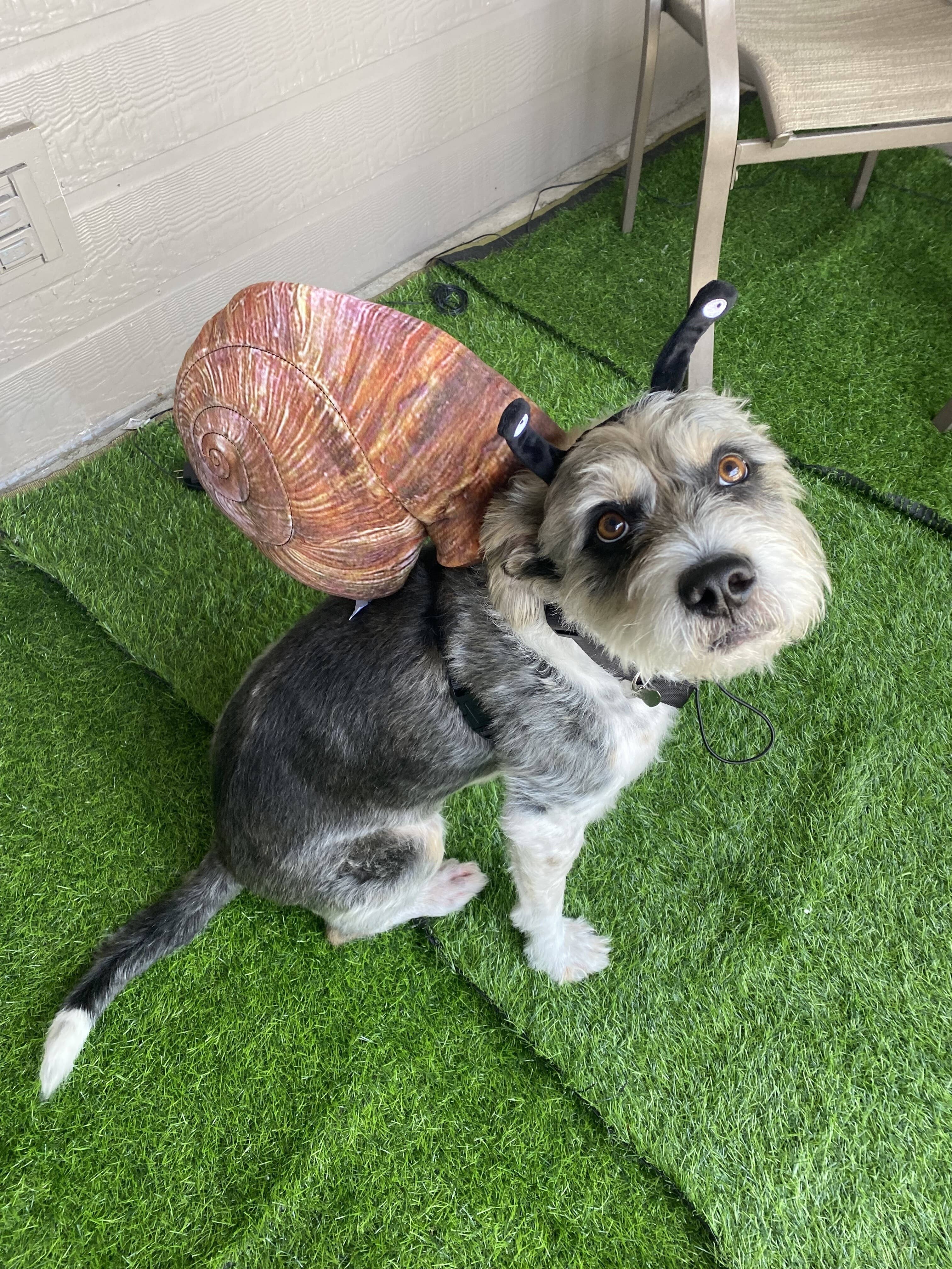 Midlee Designs – Engroshandel Kæledyrskostume – Hund – Midlee Snail Halloween pandebånd og shell hund kostume9