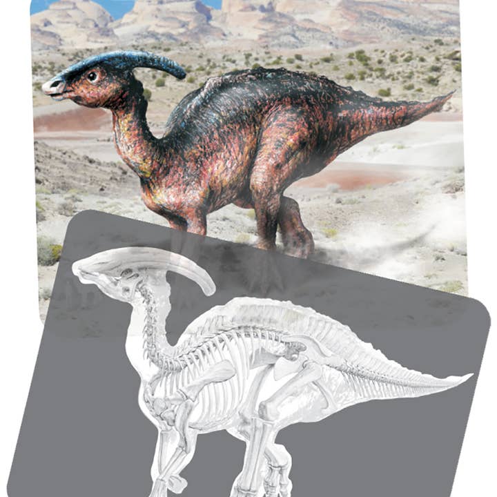 Dinosaur Picture Cards & X-rays - Realistic STEM Toy for wholesale by Roylco