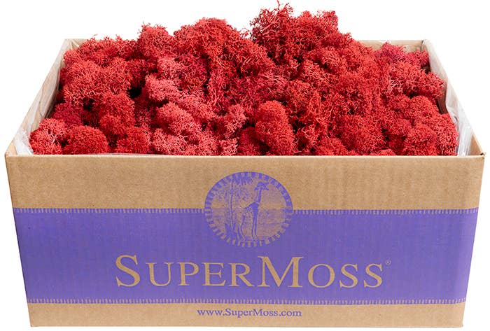 SuperMoss - Wholesale Dried/Pressed Flowers - Reindeer Moss Preserved 3lb Bulk Box7