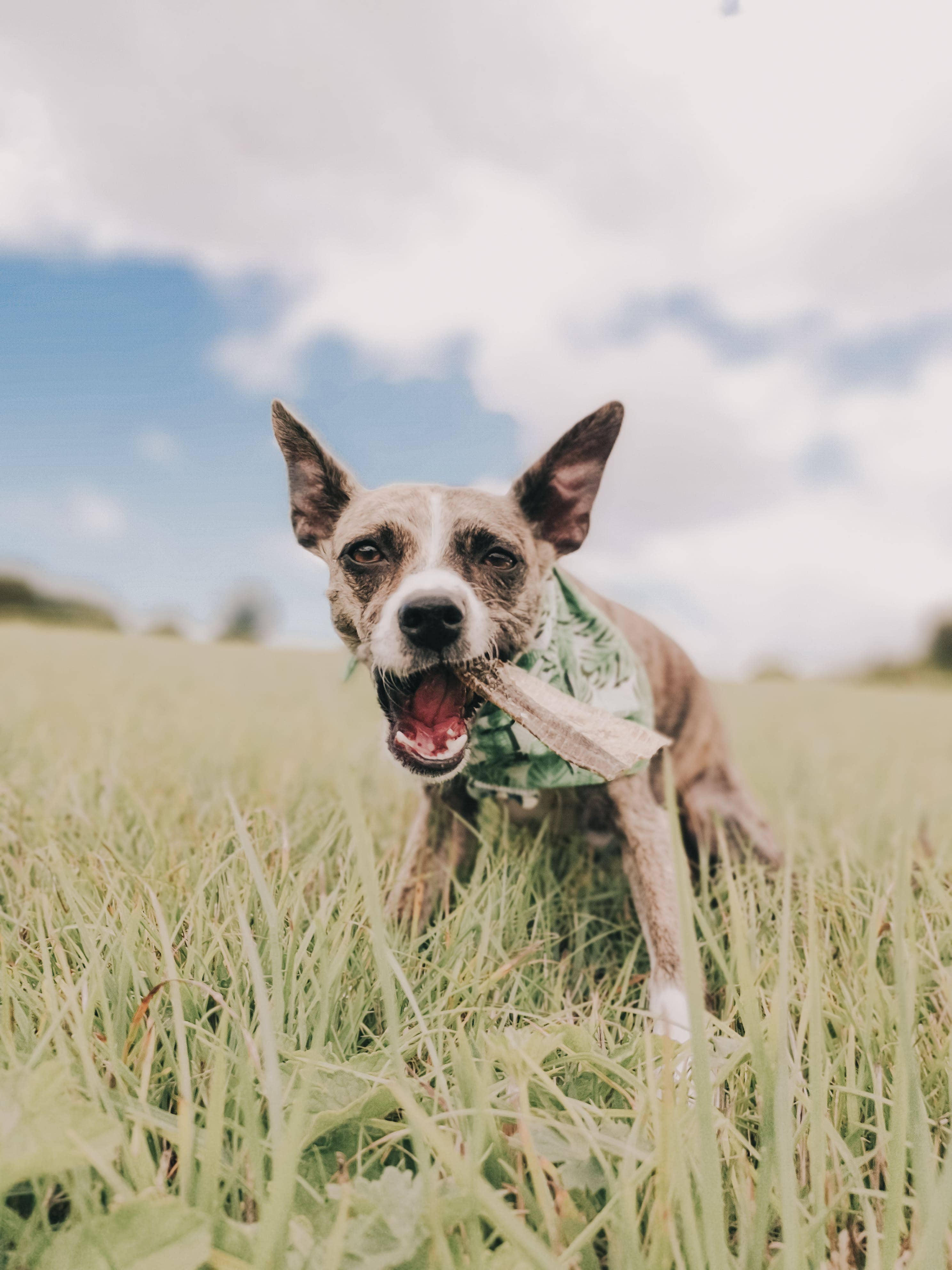 Goodchap's – wholesale Pet treats – Dog – Whitefish Jerky Value Pack | Healthy Dog Chews | Eco Treats1