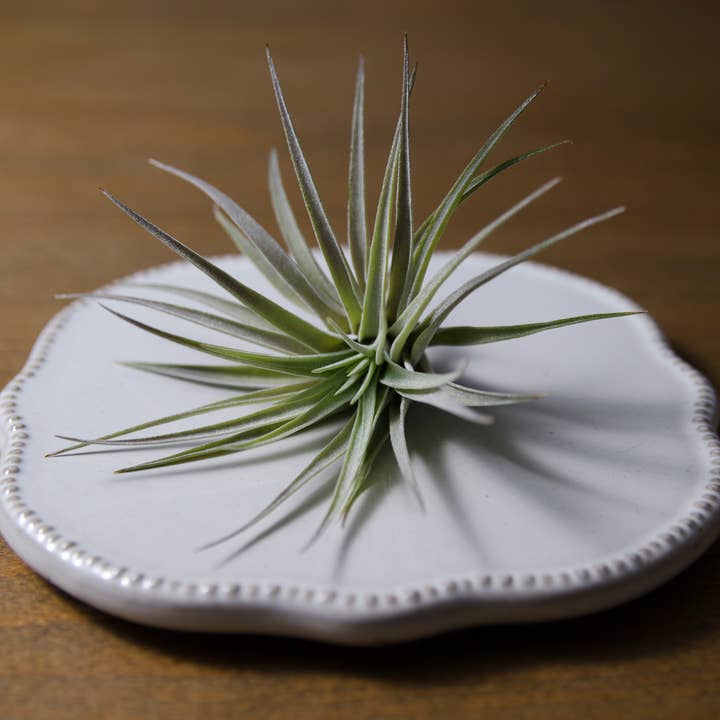 The Artizan Way - Wholesale Live Plant - Tillandsia Plagiotropica Purple Form | Live Air Plant4