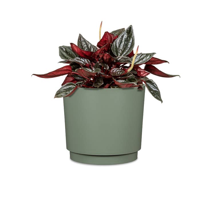 Scheurich - Wholesale Plant Pot - Flowerpot/Planter Plano 236/13 - 21 made of plastic3