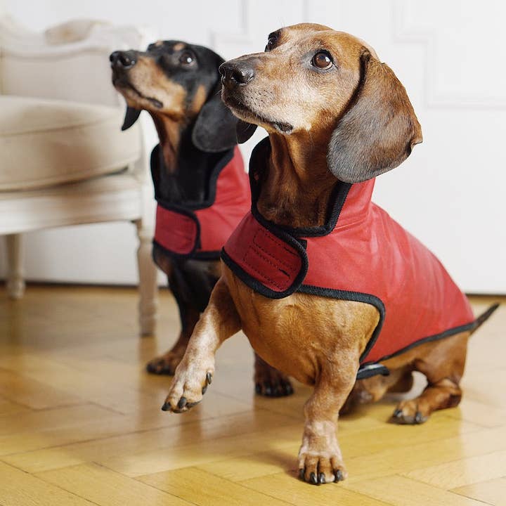 Dachshund Couture - Wholesale Pet Raincoat - Dog - Dog raincoat Friedrich