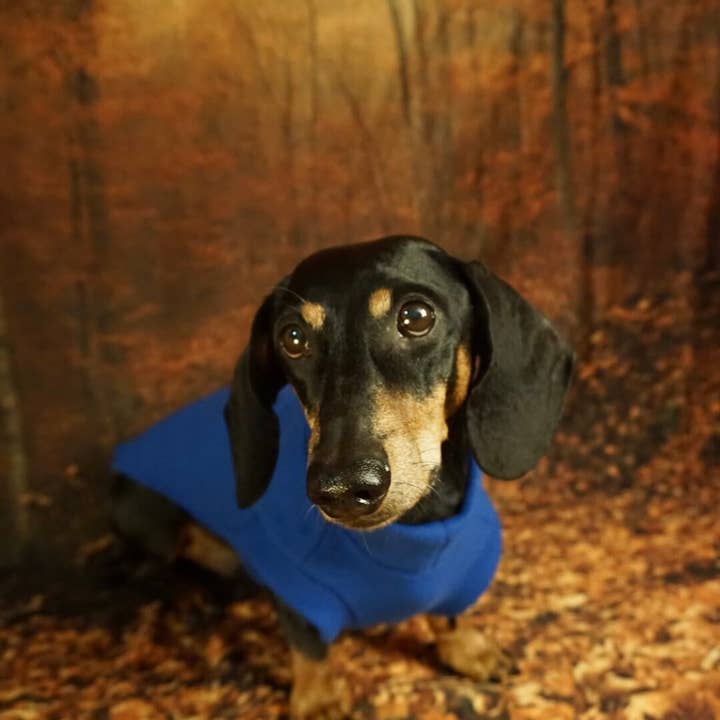 Royal Blue Königsblauer Fleece-Pullover für Dackel for wholesale on Faire1