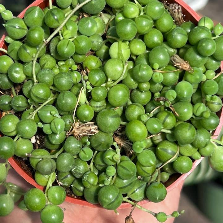 Nanu's Nursery - Wholesale Succulent - String of Pearls | Live Succulent Plant | 4 inch pot