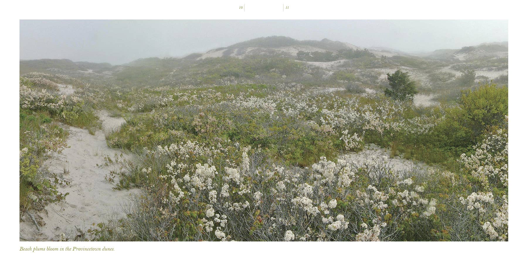 Schiffer Publishing - Wholesale Nature & outdoors book - Cape Cod along the Shore: A Keepsake2