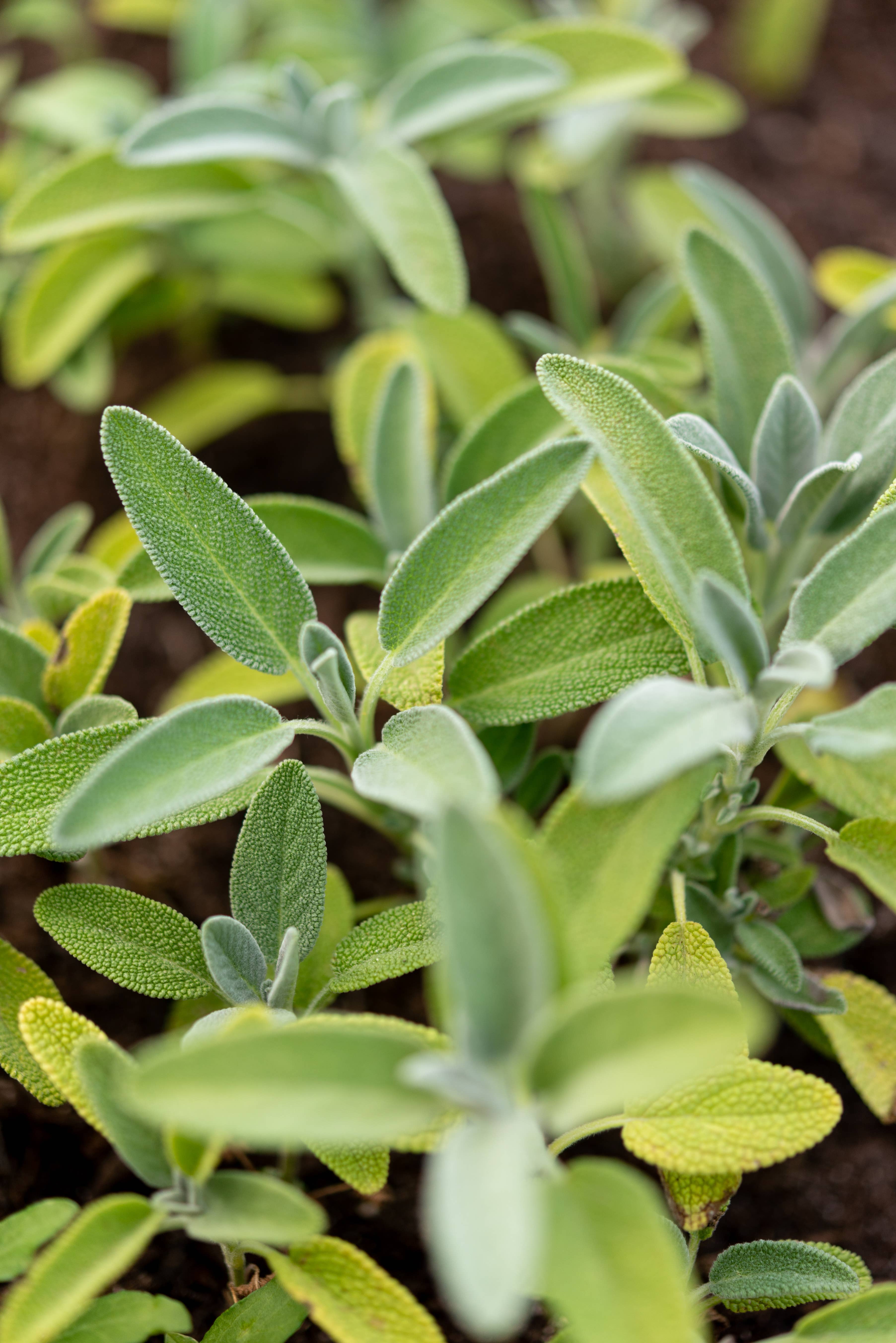 Happy Plantes - Wholesale Health/Detox Tea - Organic herbal tea Sage Tonus Digestion Woman Hormones, 25g2