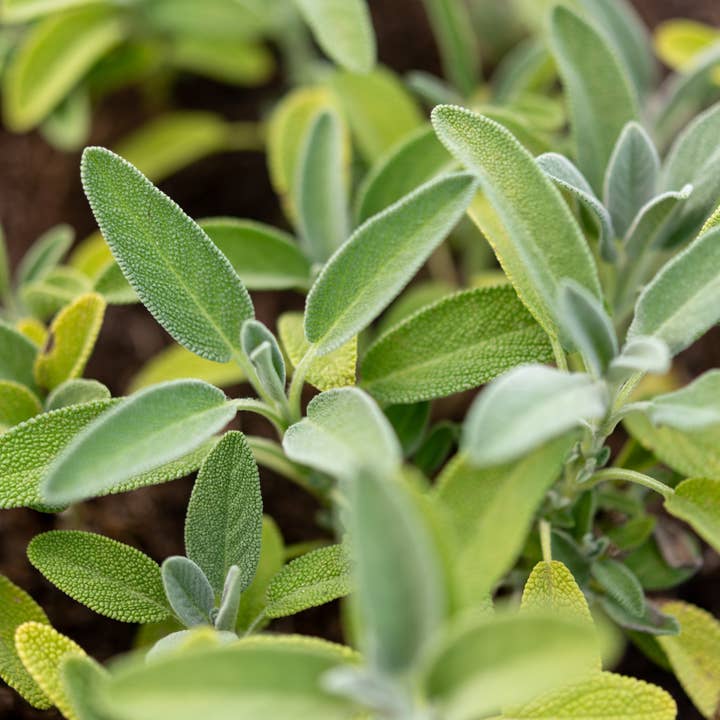 Happy Plantes - Wholesale Health/Detox Tea - Organic herbal tea Sage Tonus Digestion Woman Hormones, 25g2