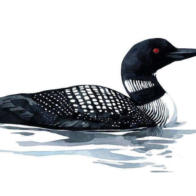 Studio Tuesday - Wholesale Art Print - Common Loon Art Print Bird Watercolor Painting