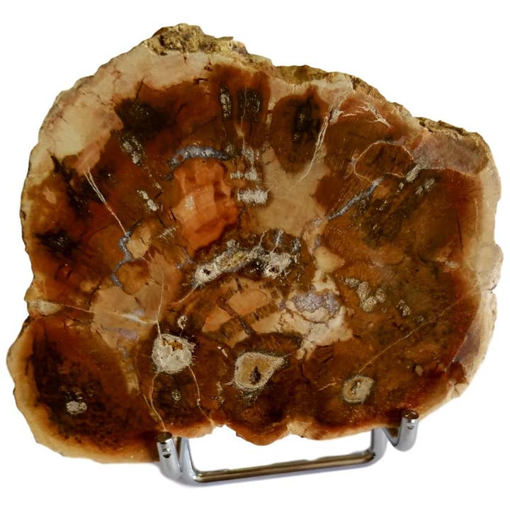 WLM - Wholesale Decorative Tabletop Object - Slice of Fossilized Wood