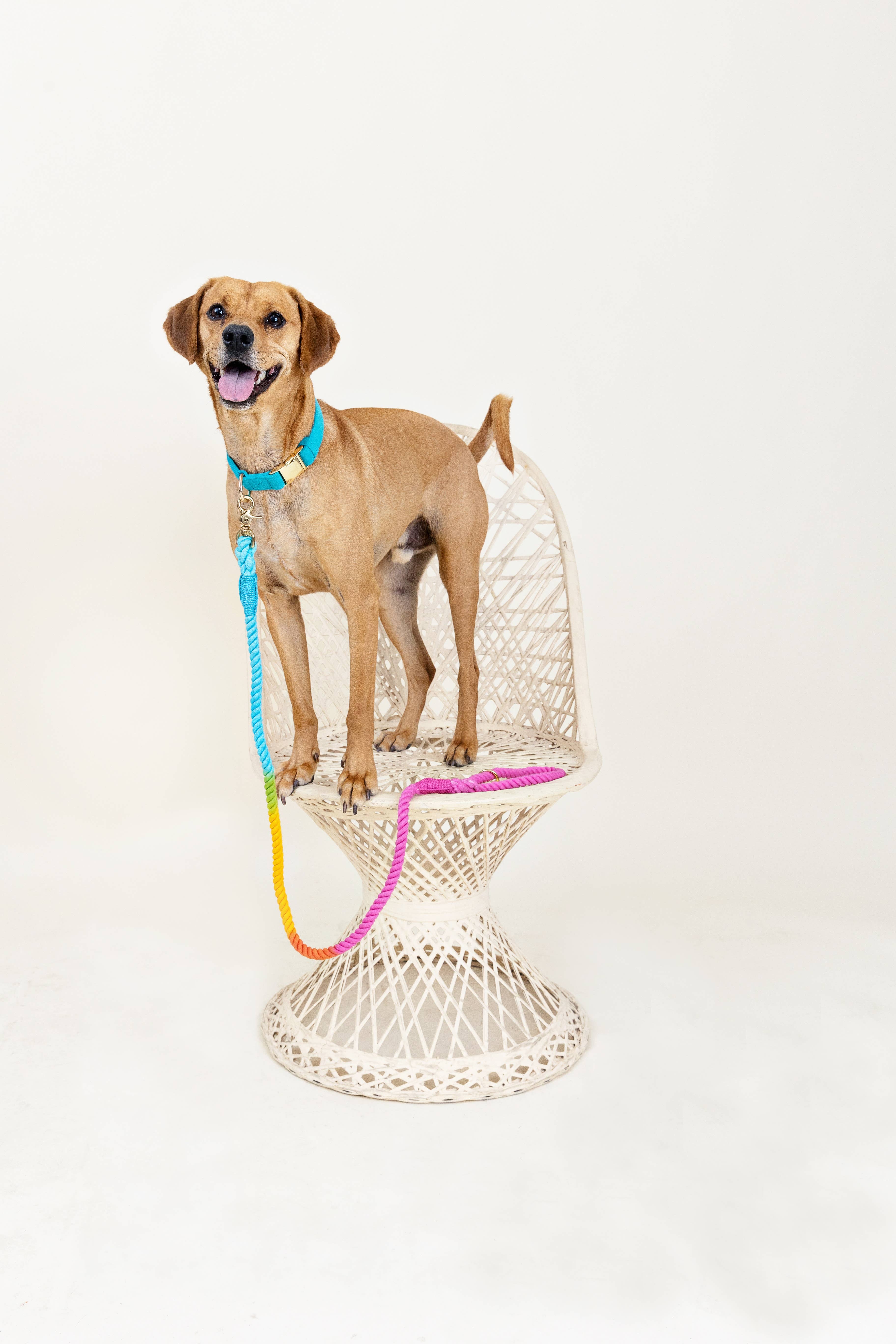 Pink Papyrus | Premium, Durable, & Stylish Dog Products - Wholesale Pet Collar - Dog - Hayden Dog Collar | Teal Dog Collar | Dog Collar5