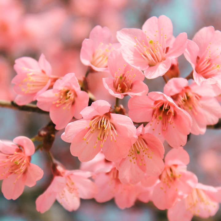 Cherry Blossom + Salt Air for wholesale by Scentivore