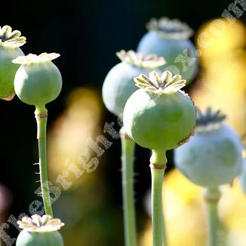 Amapolas espinosas para venta al por mayor de The Brighton Box