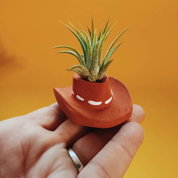 O'Berry's Succulents - Wholesale Live Plant - Terracotta Cowboy Hat Mini Planter with Air Plant