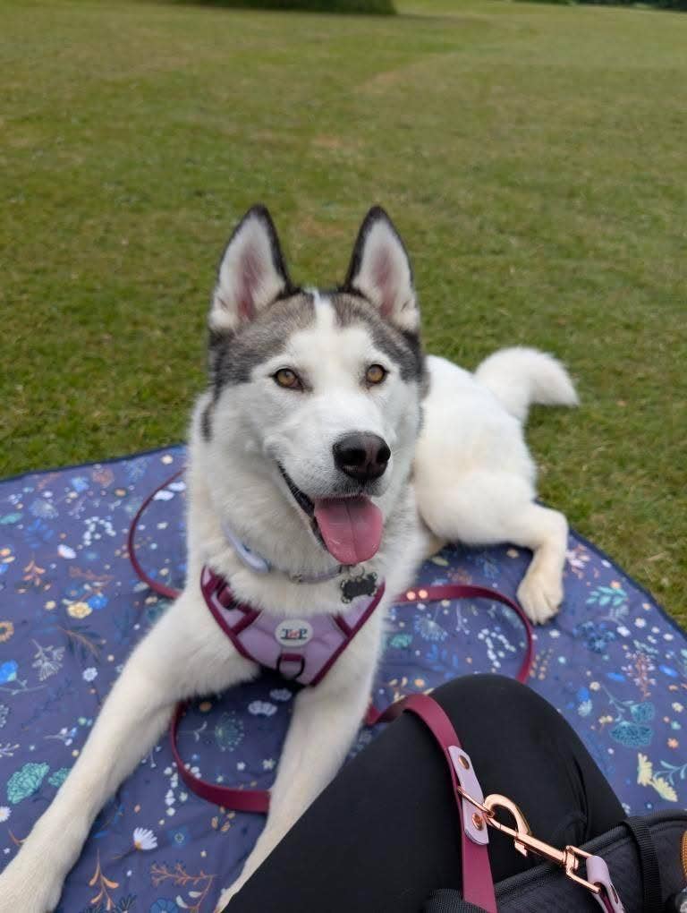 Trinkety Paws - Wholesale Pet Harness - Dog - Stormberry – EasyFit™ Dog Harness by Trinkety Paws 7