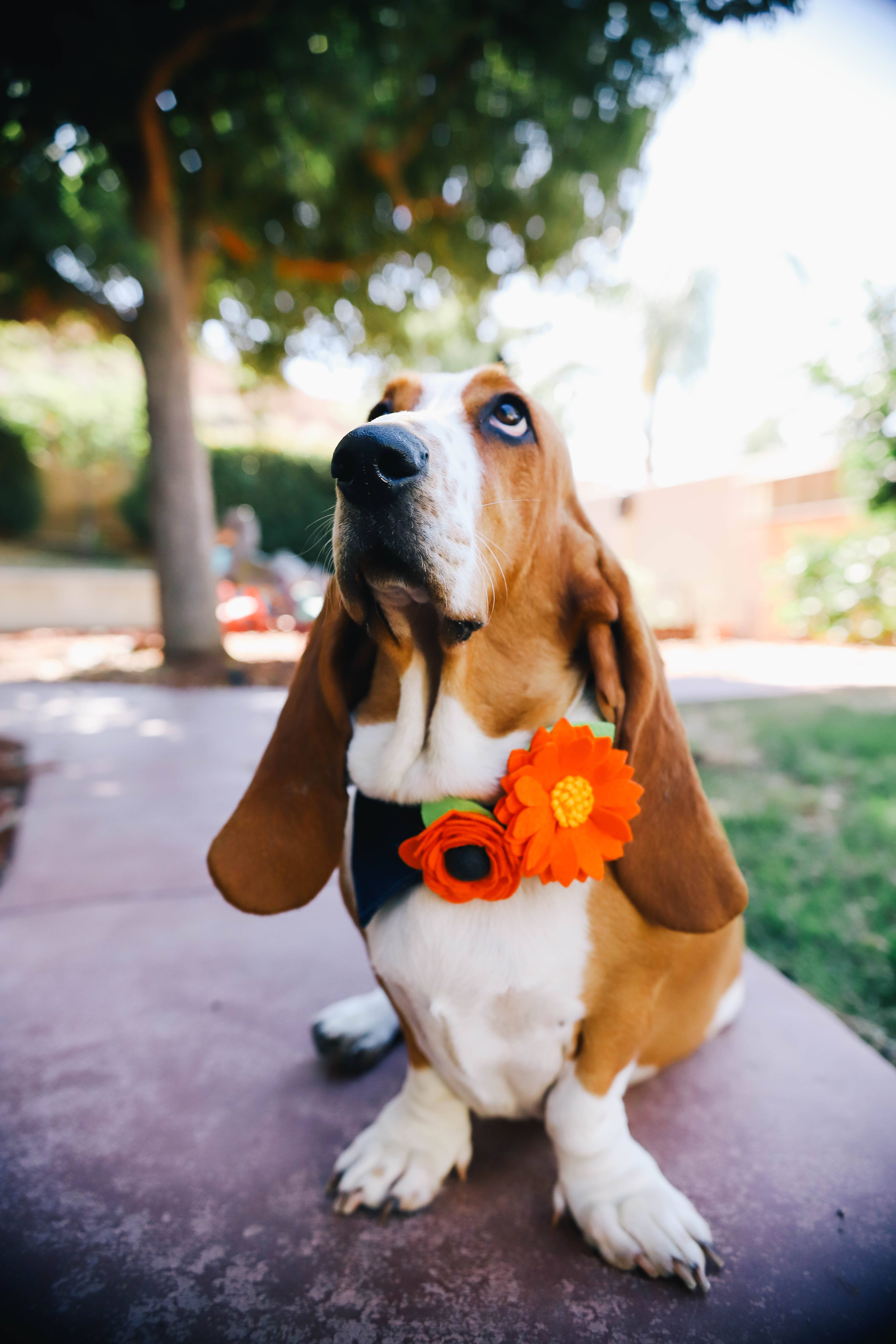 Mimi Green – Großhandel Haustierhalsband – Hund – Lotus-Hundehalsband-Blume (12 Farben!) NEUE FARBEN10