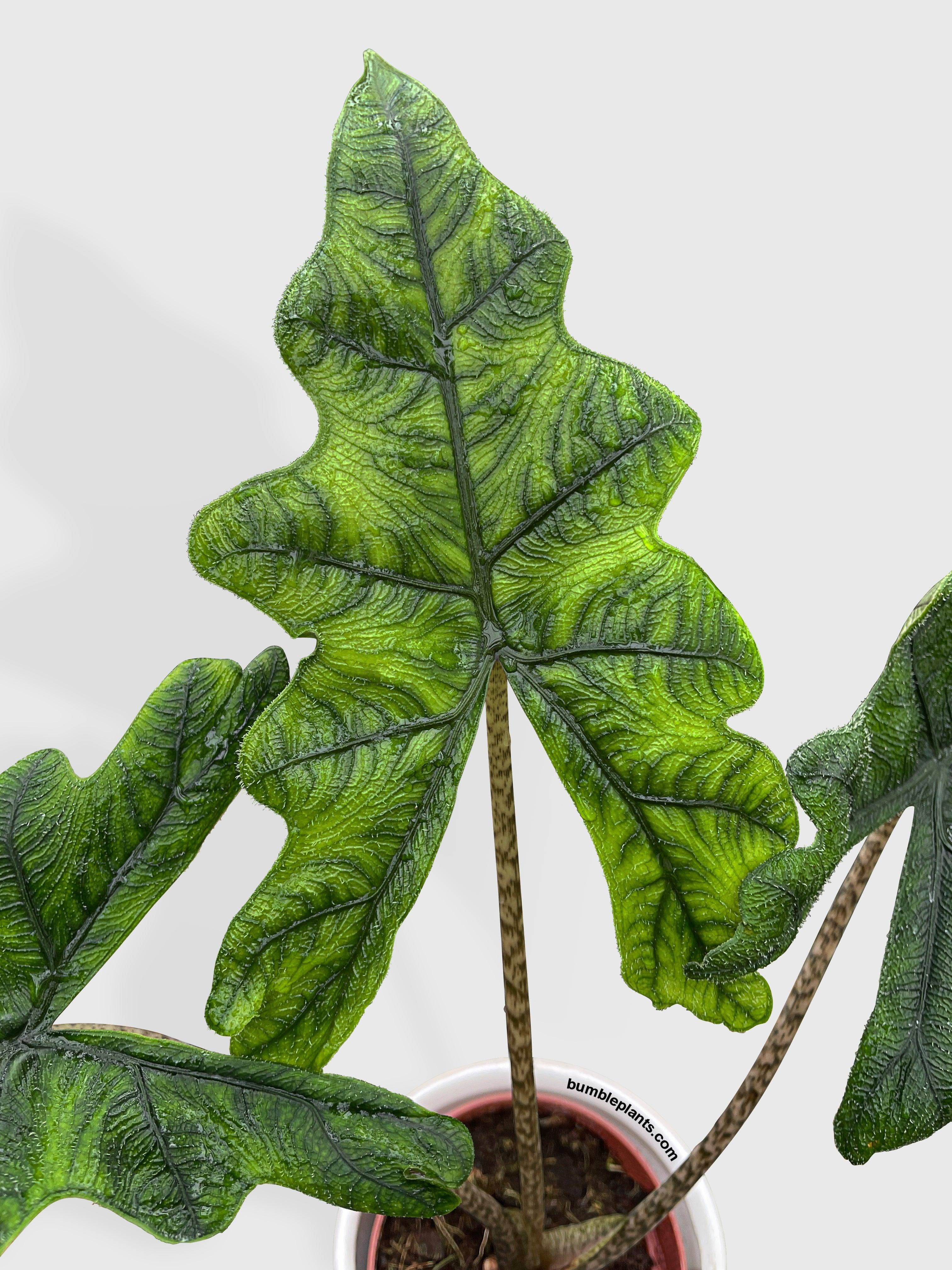 Bumble Plants - Wholesale Live Plant - Alocasia Jacklyn9