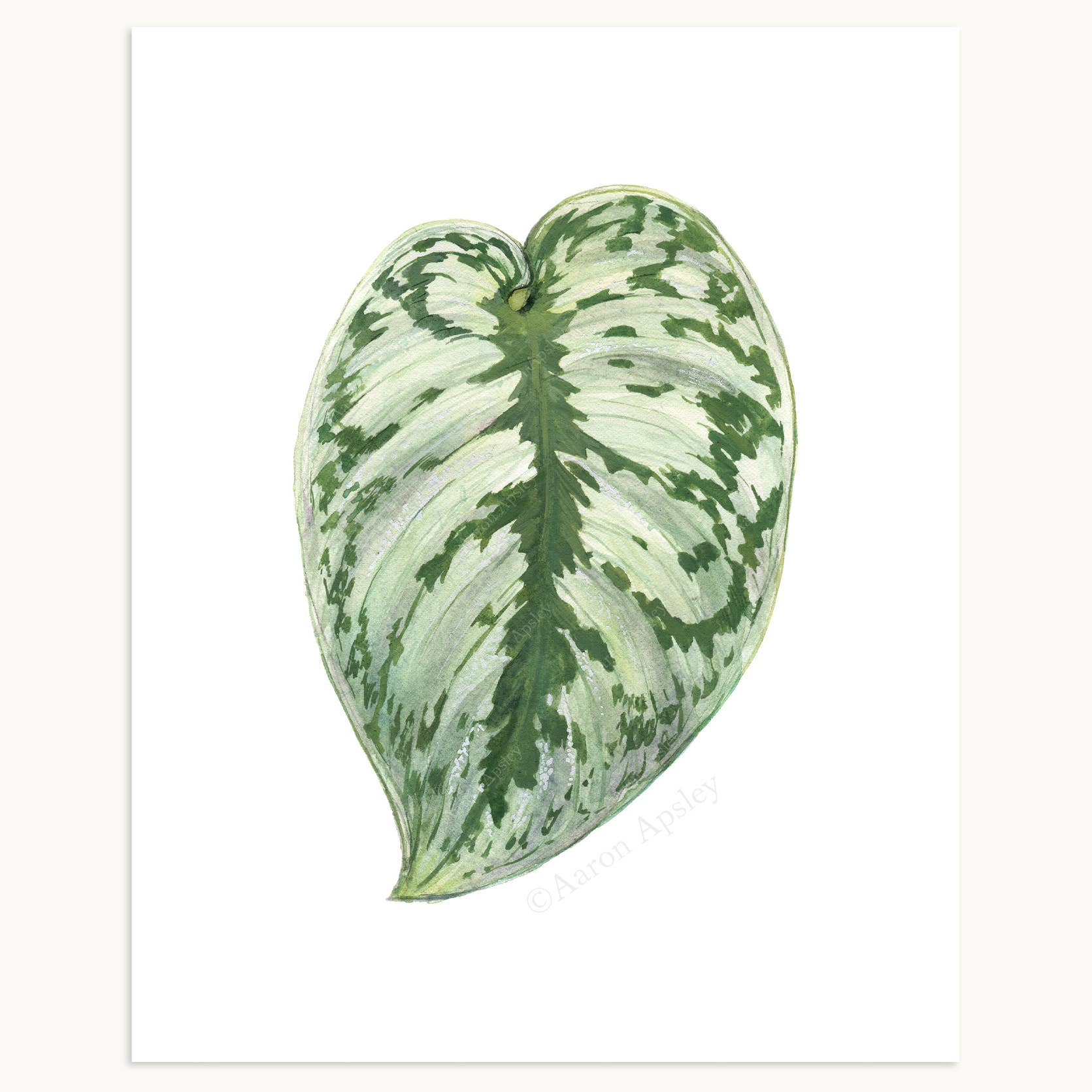 Aaron Apsley Artwork - Wholesale Art Print - Tropical Leaf Print - 8"x10"16