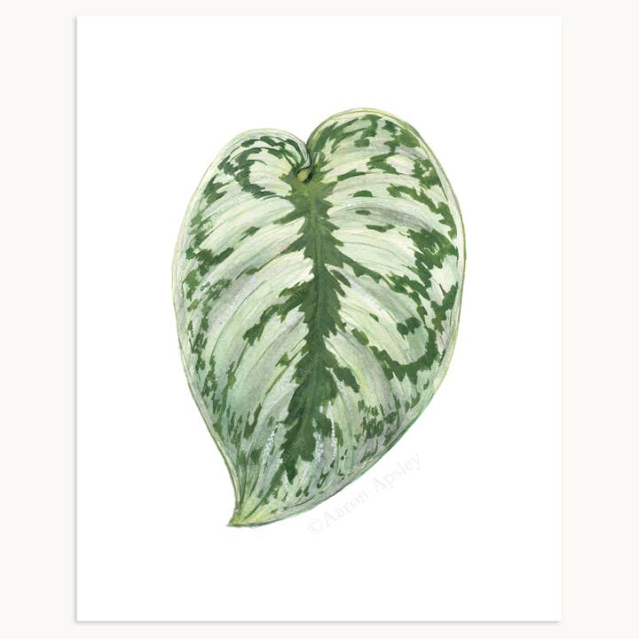 Aaron Apsley Artwork - Wholesale Art Print - Tropical Leaf Print - 8"x10"16