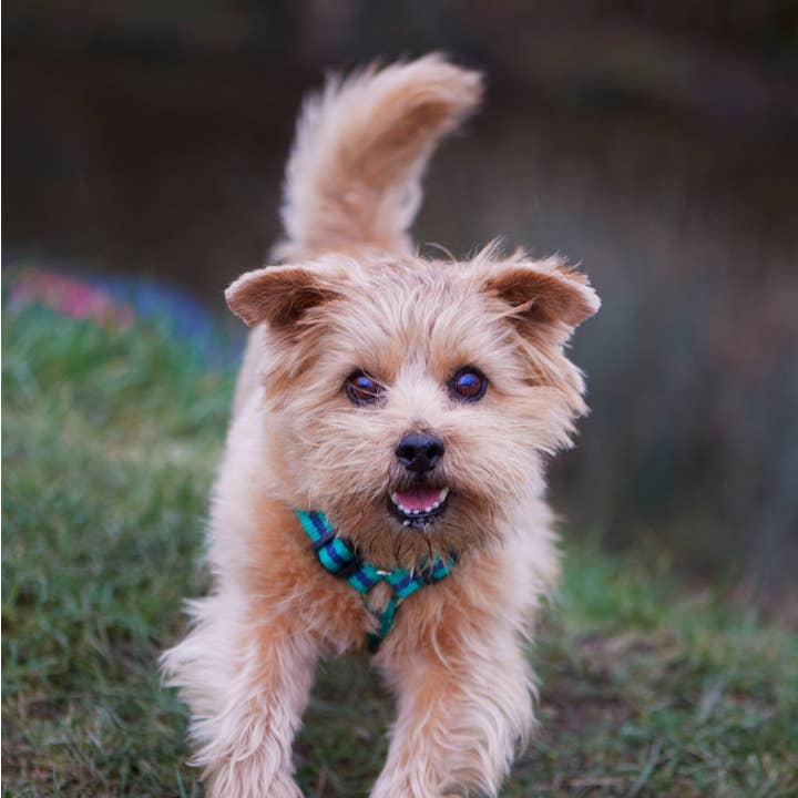 Harnais Reg&Bob - S/M - Rayure jade pour la vente par Reg&Bob