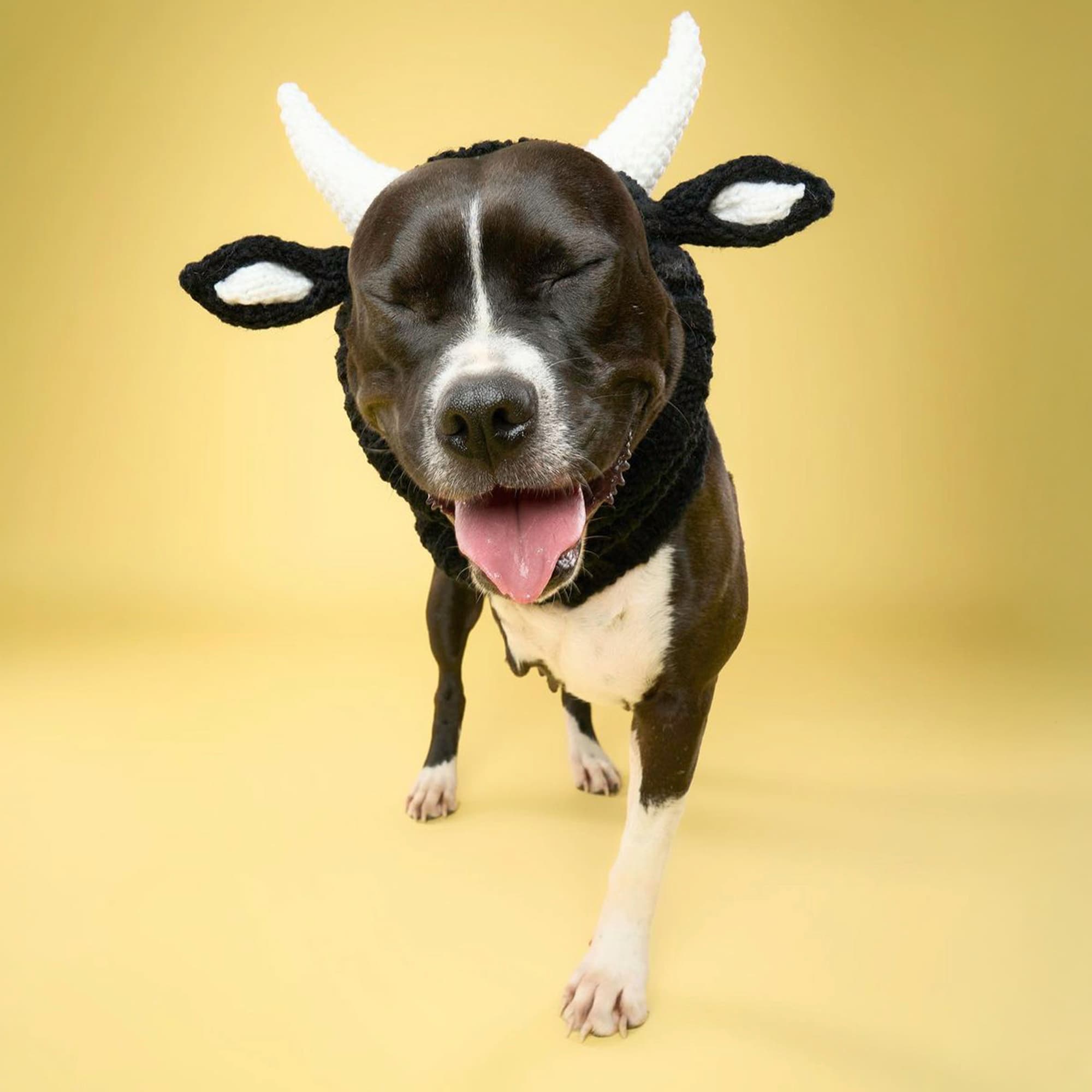 Zoo Snoods - Vente Tour de cou – chien - Snood pour bouledogue8