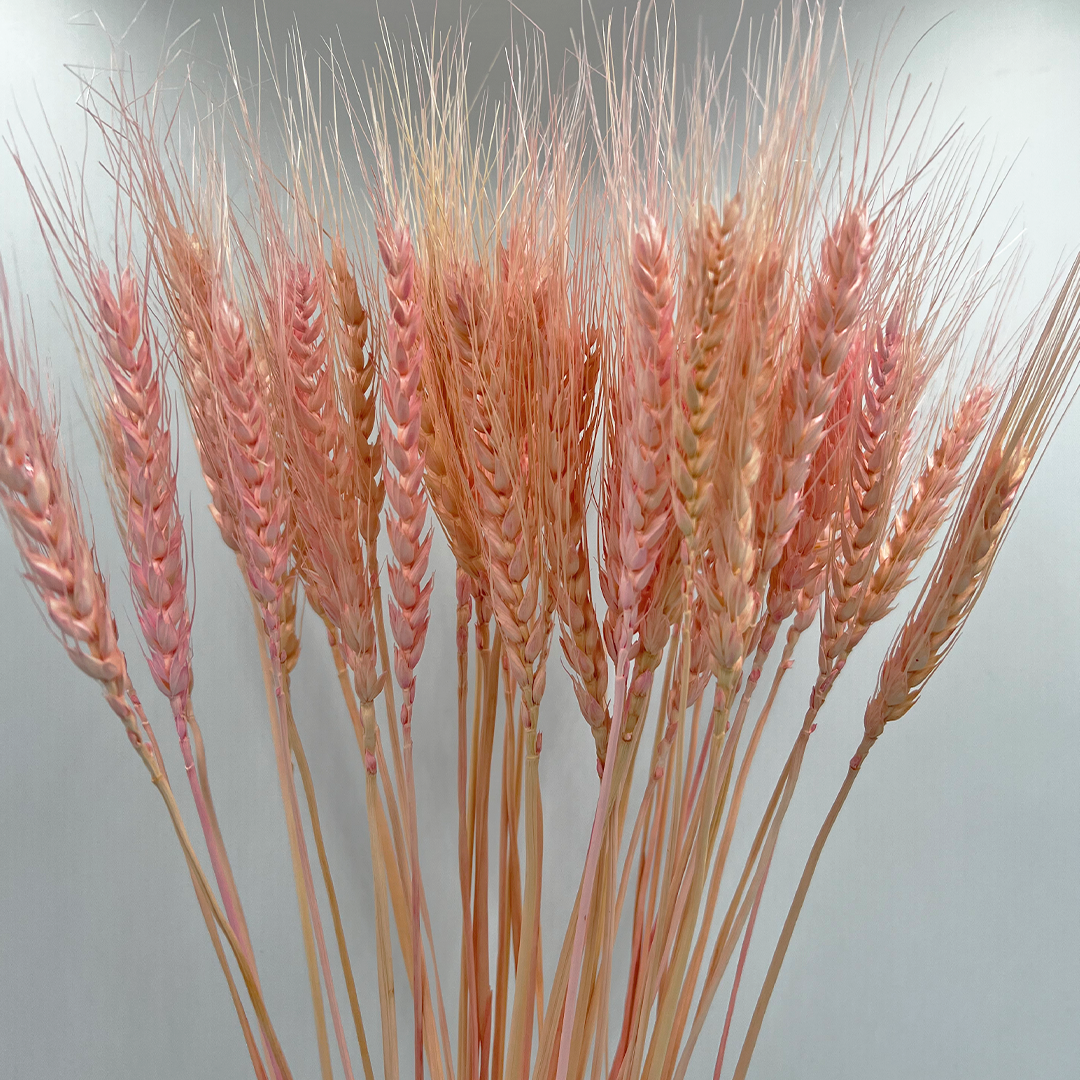 2626 Designs – wholesale Torkade/pressade blommor – Torkat vete, 50 st, cirka 61 cm långt9