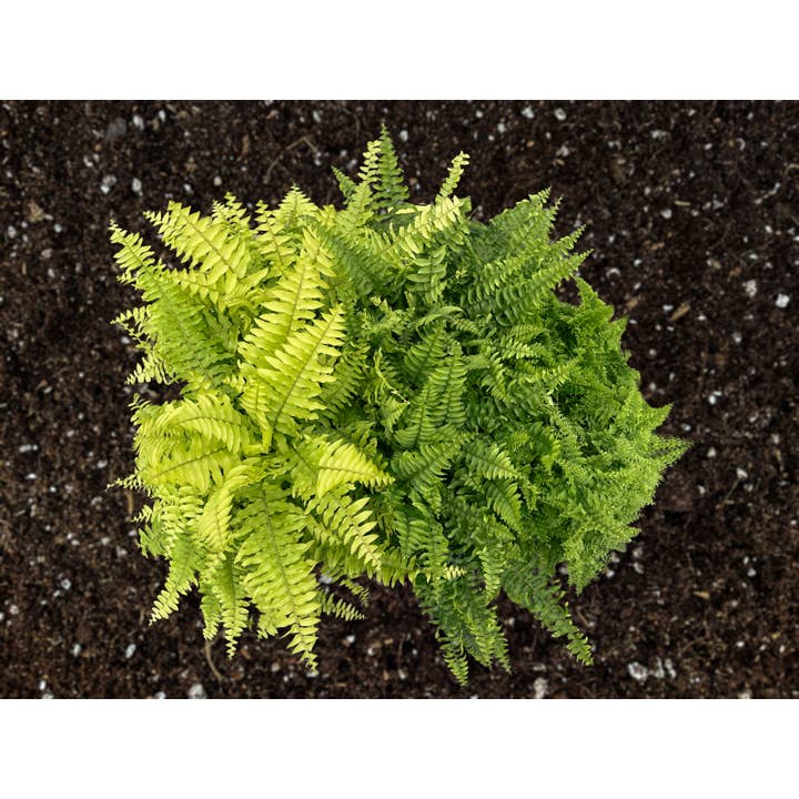 6" Boston Fern Assortment – Curated Indoor Fern Collection for wholesale by Central Florida Ferns & Foliage