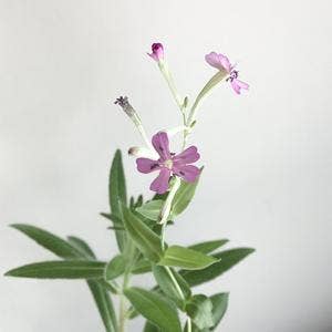 The Good Card - Wholesale Thank You Card - Greeting Card - Thank You - Classic3