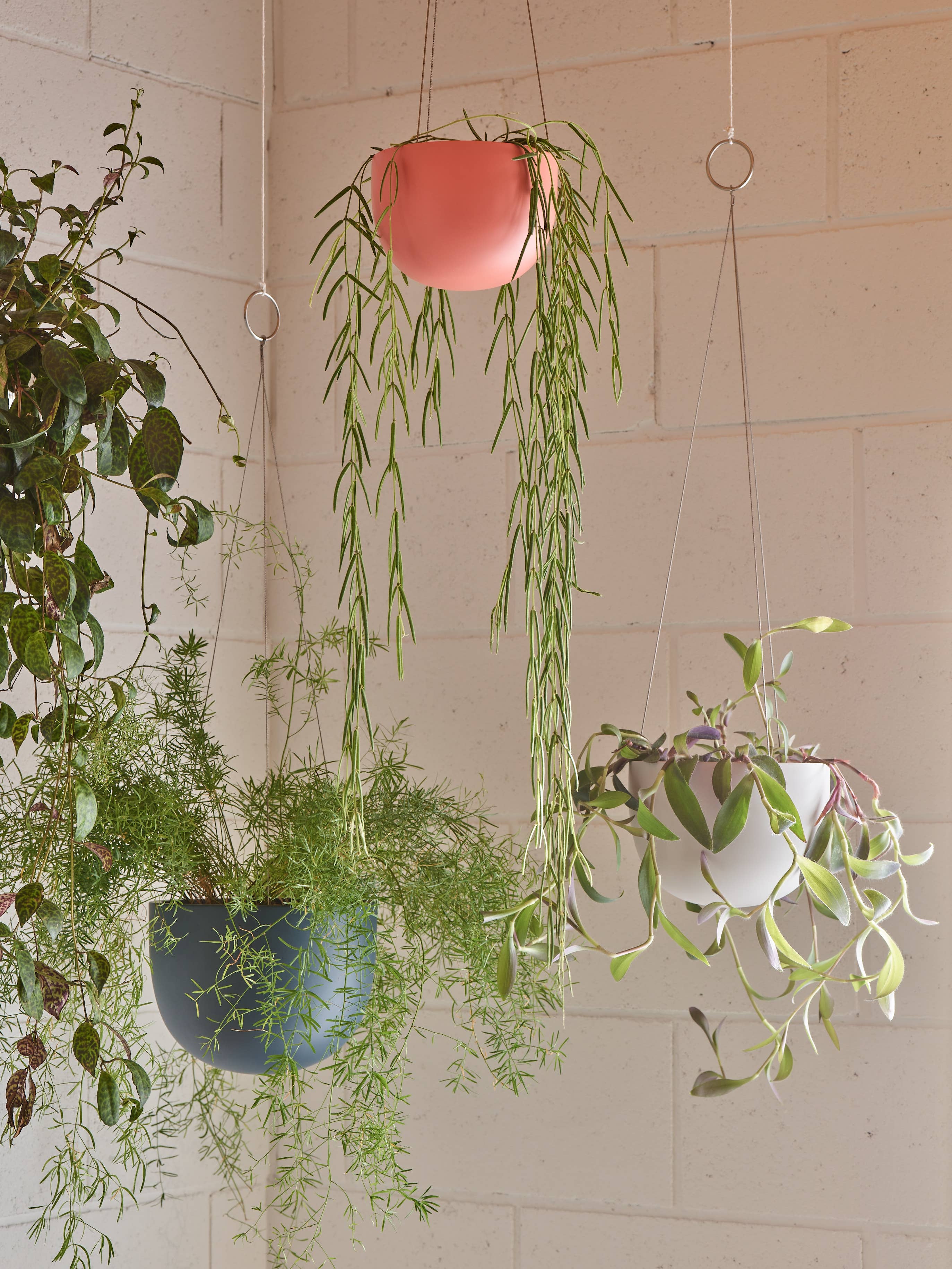 Aaron Probyn US - Wholesale Hanging Planter - CLIFTON hanging plant pot MEDIUM4