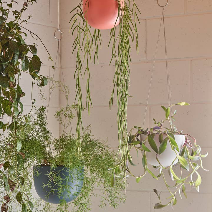 Aaron Probyn US - Wholesale Hanging Planter - CLIFTON hanging plant pot MEDIUM4