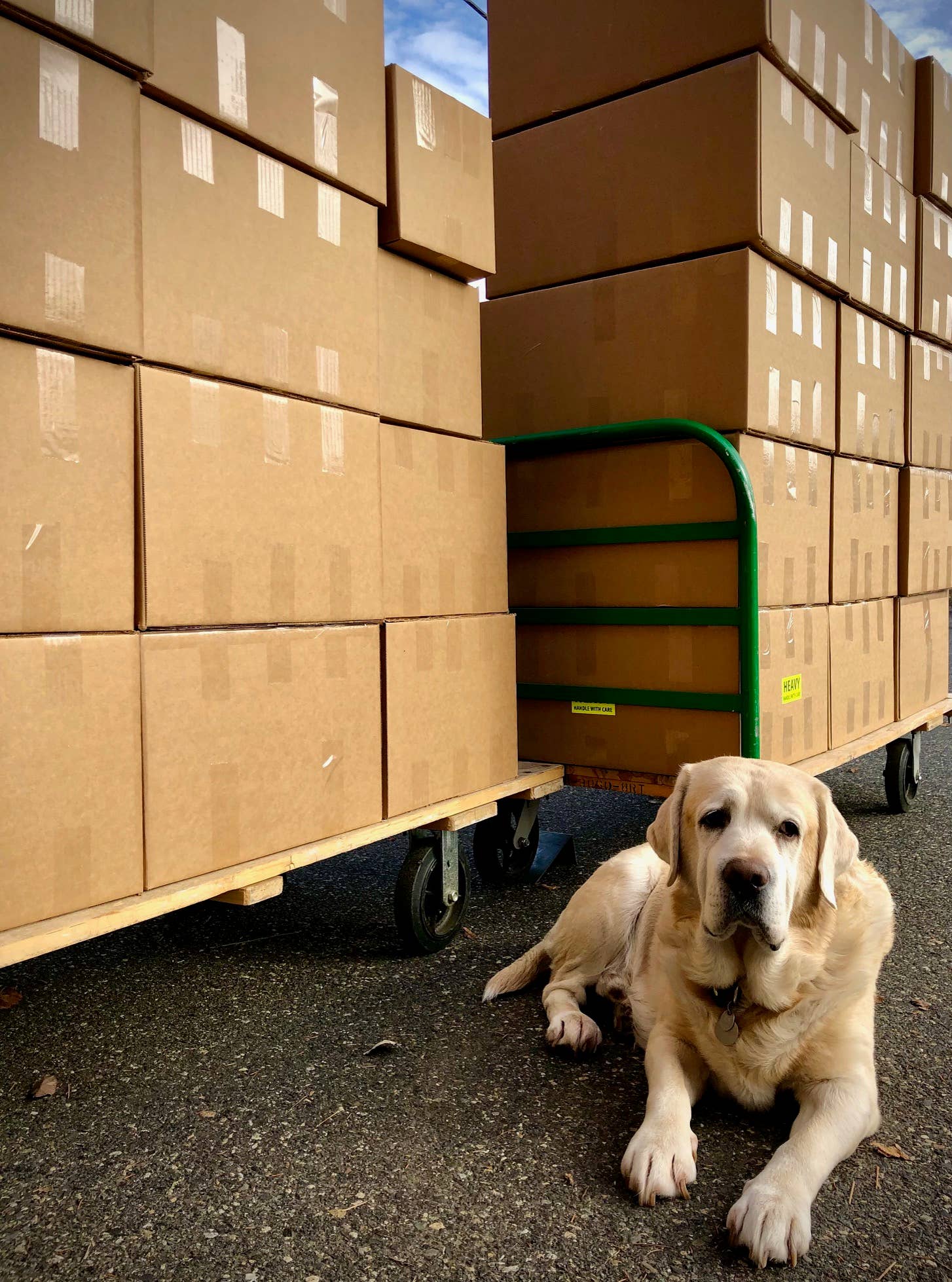 Potting Shed Creations, Ltd. - Wholesale Pet Treats - Dog - Garden in a Bag | Dog Grass | Spring Pet Treat Gift9