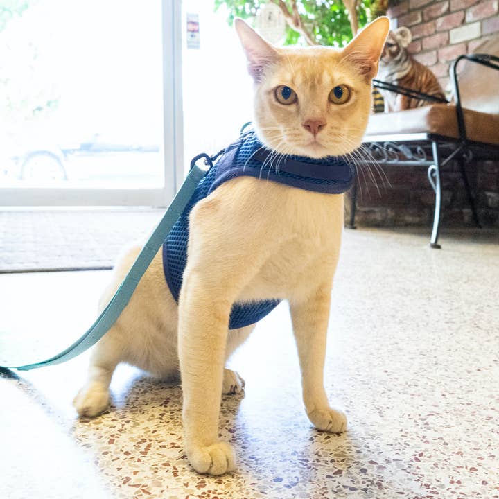 Sleepypod – Arnês – Gato por atacado – Coleira peitoral martingale para gato – coleira para passeio4