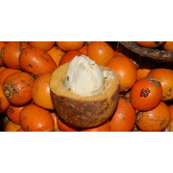 Kemistry Organics - Wholesale Body Balm/Butter - Belém Tucuma Butter Wild Harvested Cold Pressed5