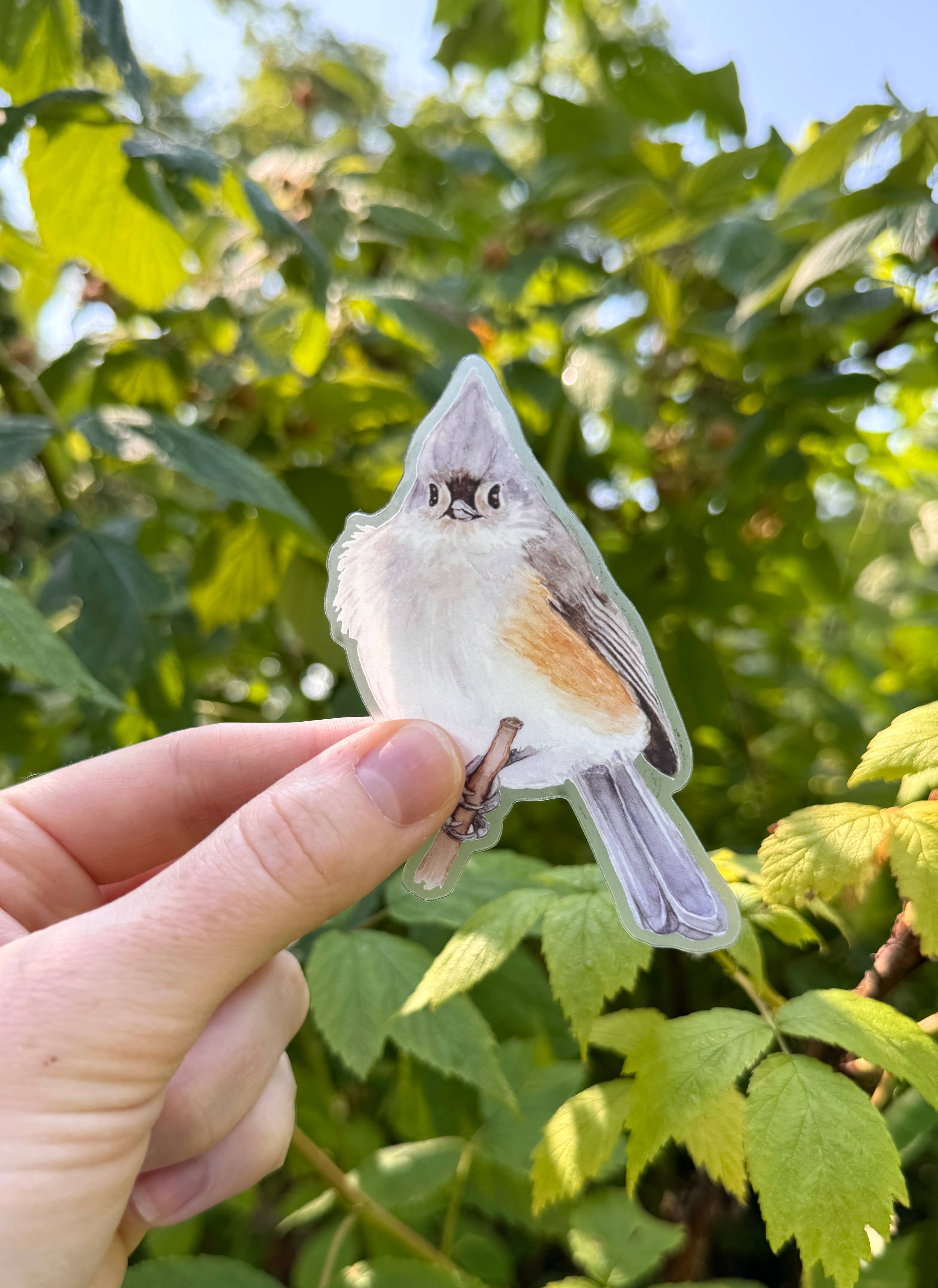 Feed & Dwell - Wholesale Sticker - Tufted Titmouse Bird Vinyl Sticker | Watercolor Nature Decal