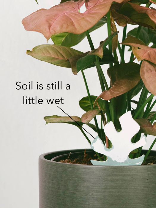 PlantDoc - Wholesale Garden Tool - Single PlantDoc - Kitty Cat3