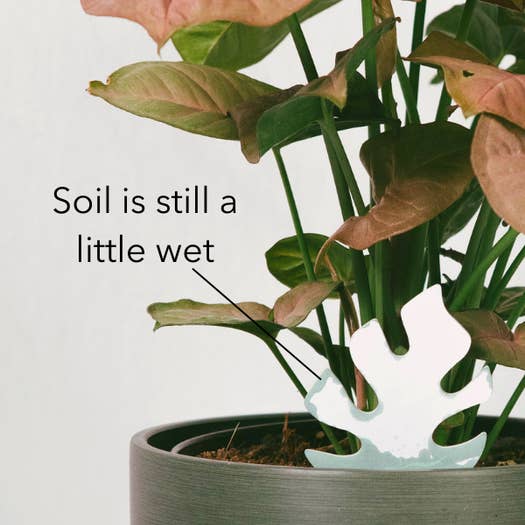 PlantDoc - Wholesale Garden Tool - Single PlantDoc - Kitty Cat3