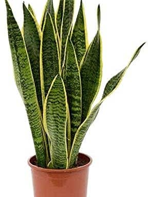 Schwiegermutterzunge Gelb und Grün 30 - 45 cm für Wohnkultur für den Großhandel von UniqueMartandHome