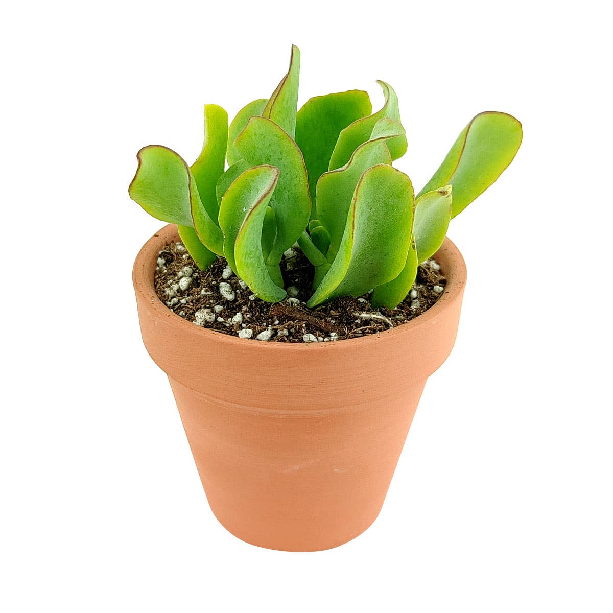 Best Plant Friend - Wholesale Succulent - Crassula Ruffle Jade Crassula undulatifolia in 2in/4in Pot5