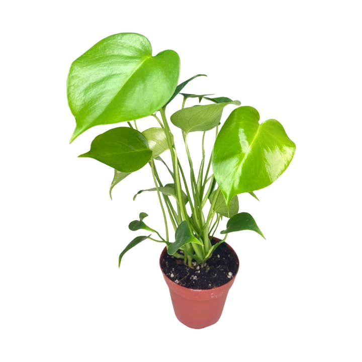 4" Monstera Deliciosa – Wholesale Live Houseplant for wholesale by Flow State