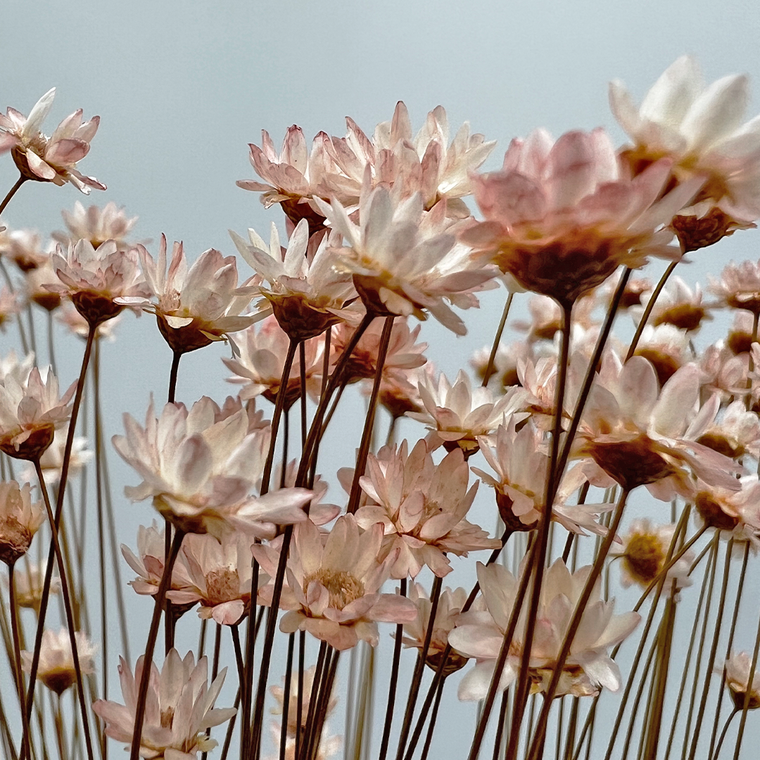 2626 Designs - Vendita all'ingrosso Fiori finti - Fiore Piccola Stella Preservato, 40-50 cm di lunghezza16