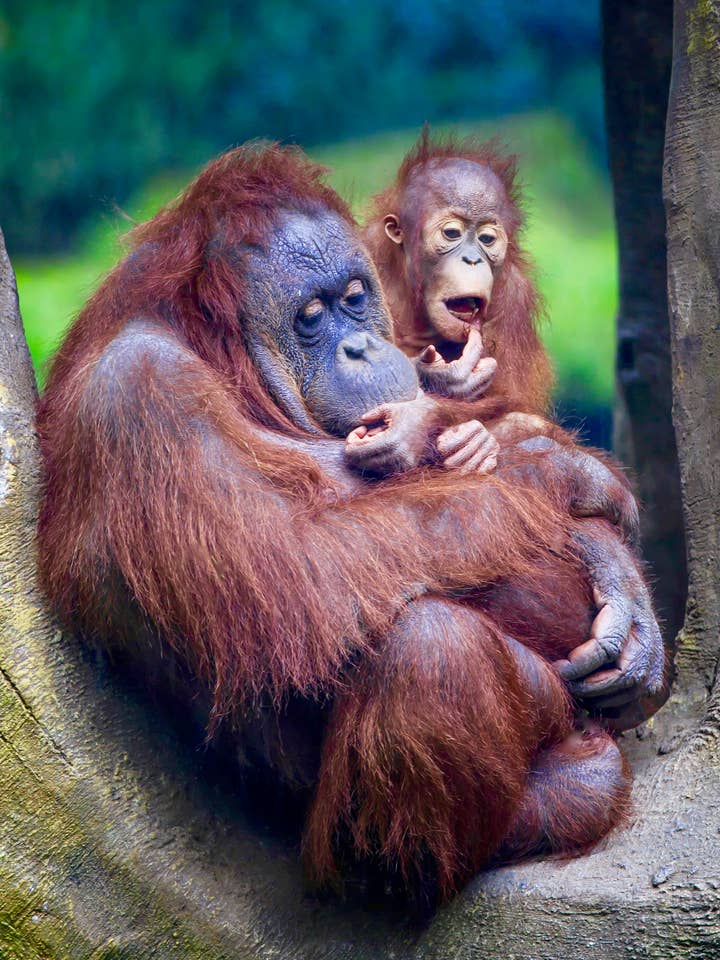 90210 Exoten für den Großhandel von 90210 Exotics