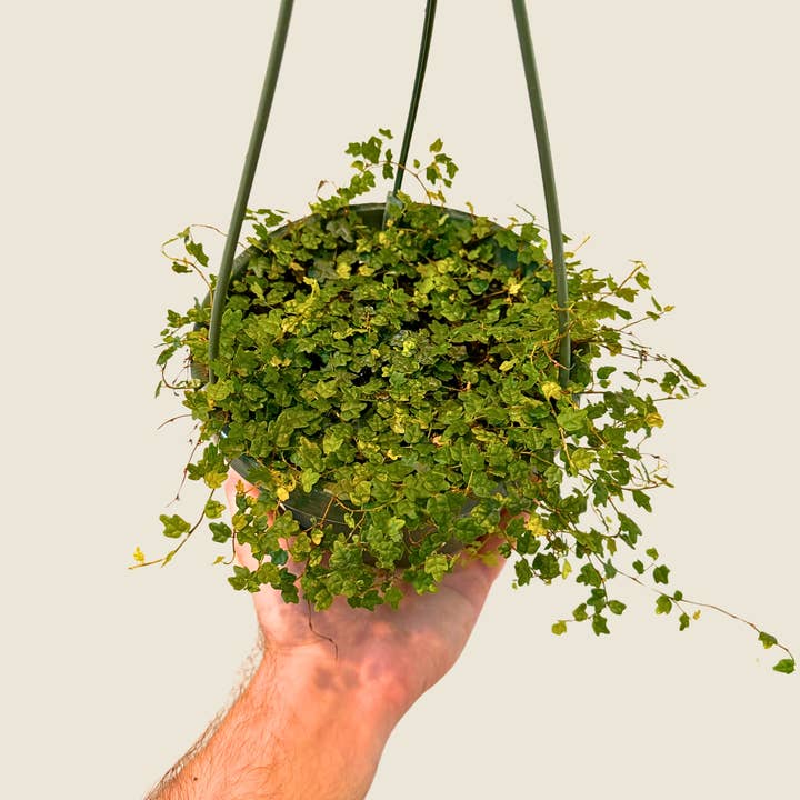 Plant Daddies of Atlanta LLC - Wholesale Live Plant - String of Frogs