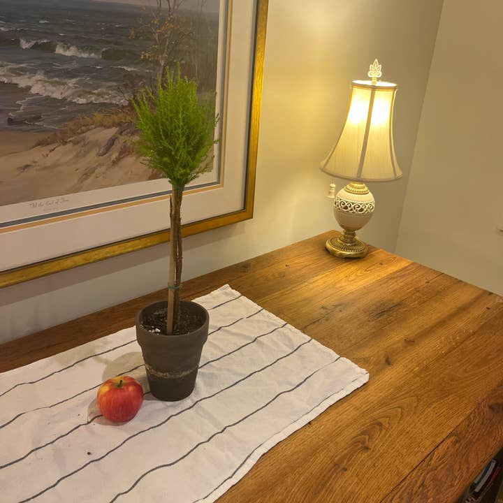 Sunrise Topiaries - Wholesale Live Plant - Live Lemon Cypress Topiary in 5 inch pot