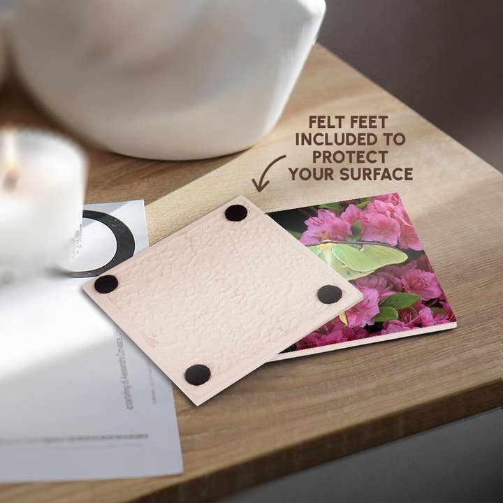 3dRose - Wholesale Coasters - 3dRose, USA, Pennsylvania, Luna moth insect, pink azaleas - US39 BJA0010 - Jaynes Gallery, Coaster3