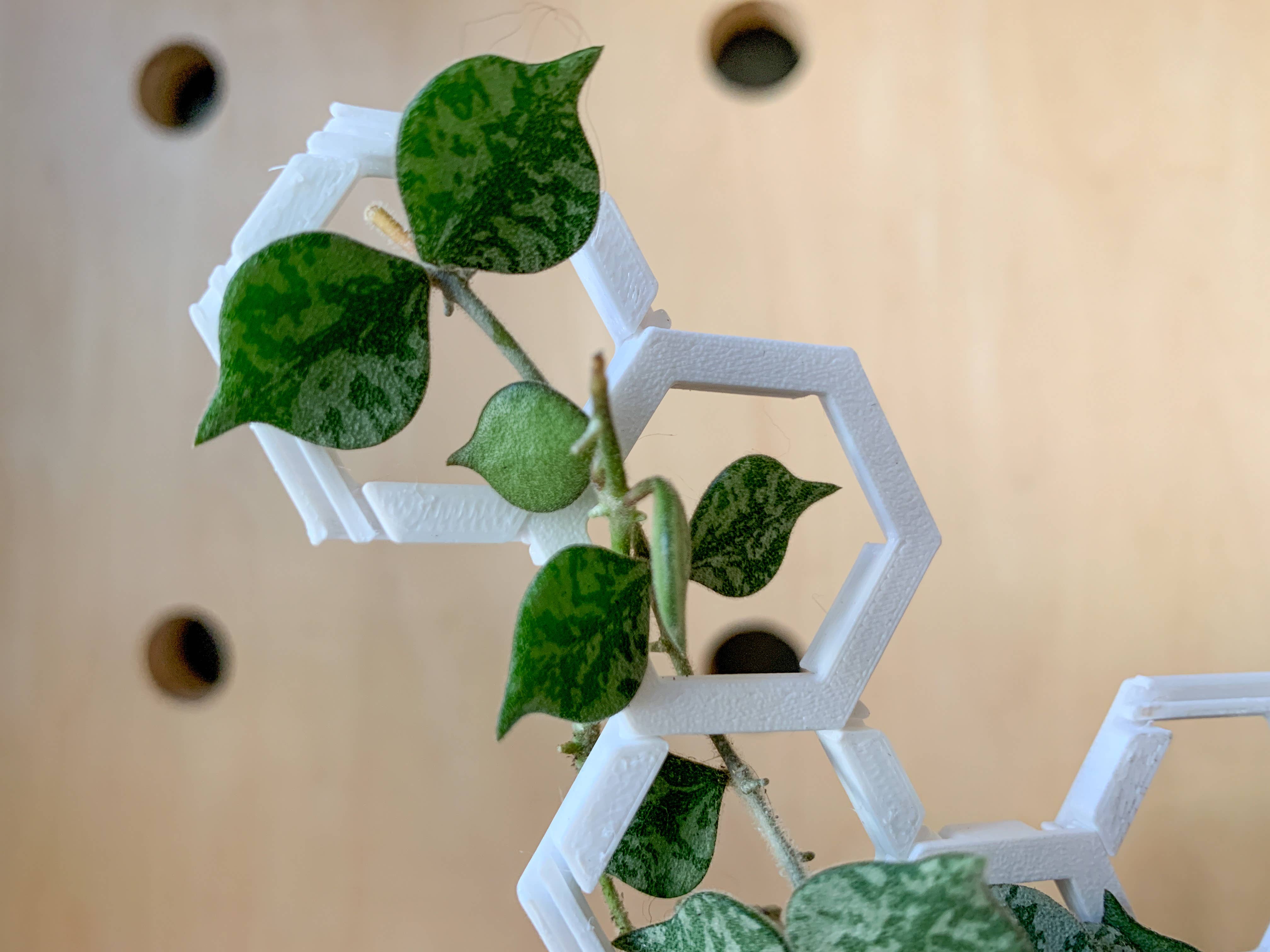 Steel Silk LLC - Wholesale Trellis - 3D Printed Modular Hexagon Indoor Plant Trellis - White6